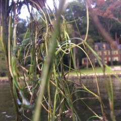 Widgeon grass grows in the shadow of expensive houses on the Severn.