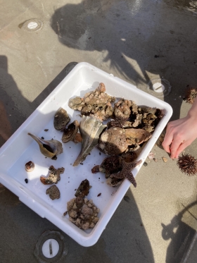 A tray filled with sea stars, shells of different sizes, and other epibenthic aquatic life