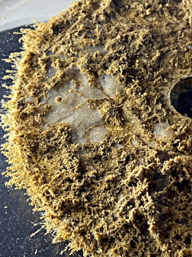 A freshwater sponge growing on a disc