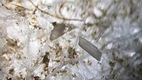 Microplastics viewed under a microscope