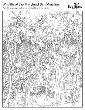 A detailed coloring page of a cross-section of a marshland with wildlife