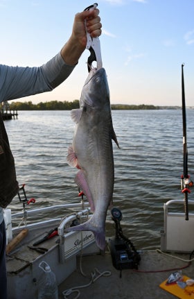 An angler holds a recently caught blue catfish on a hook