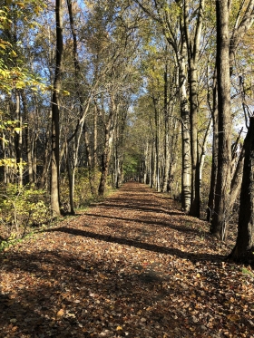 A “tunnel” of trees on Paint Branch Trail—this section of the greenway trail looks beautiful in any weather! Credit: Carly Maas" data-align="right" data-caption="A “tunnel” of trees on Paint Branch Trail—this section of the greenway trail looks beautiful in any weather! Credit: Carly Maas