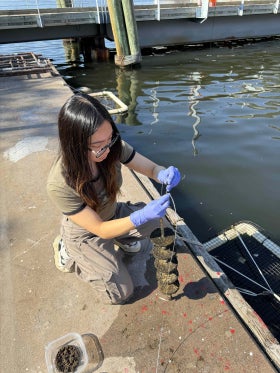 A young woman kneels on a floating platform in the Baltimore Harbor and handles a rack of biofilm discs