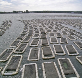 rafts of oyster floats on the water