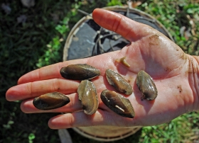 These mussels will soon return to the Anacostia River. Photo courtesy Jorge Montero, AWS.