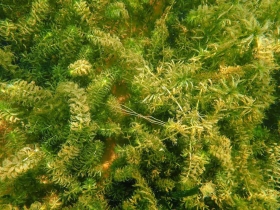Close-up of Hydrilla verticillata