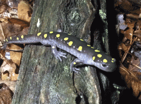 photo of spotted salamander (Ambystoma maculatum)