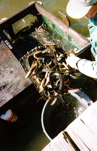 Eel buyers pick up eels every one to two weeks, so commercial eelers keep daily catches in a net pen. This image, taken in the 1990s, shows an eeler dipping eels from a net pen and placing them in a container to transfer to buyers’ tanks.