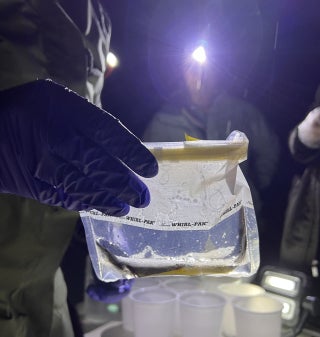 A gloved hand holds a transparent baggie with a salamander resting inside it among a frothy water bath; the bag is illuminated by a headlamp in the dark