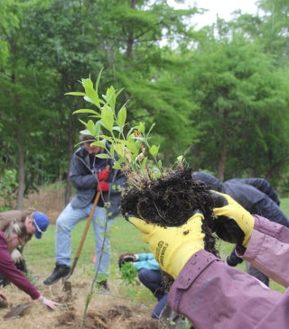 Hands holding a plant and loosening the soil around its roots while other people nearby dig holes for more plants