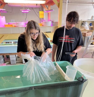 Two students place a bag of tiny salmon into an aquaculture tank in their classroom