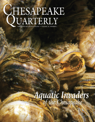 cover of Chesapeake Quarterly Magazine showing closeup of oysters