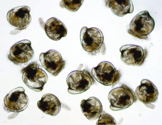 Oyster larvae in the free-swimming stage