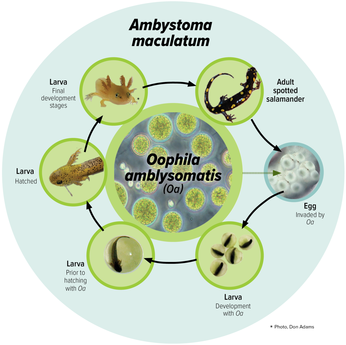 life cycle of a salamander