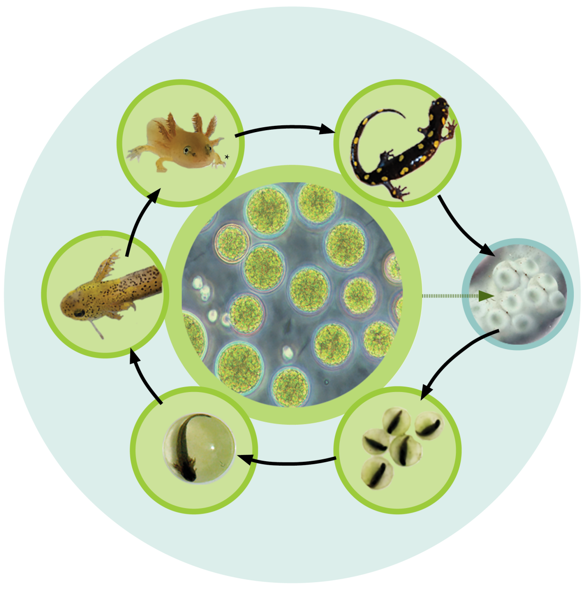 Thumbnail of the salamander lifecycle and the relationship it has with the algal species, Oophila ambystomatis.