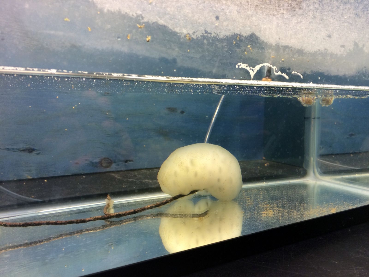 Image of a spotted salamander egg case submerged in water.