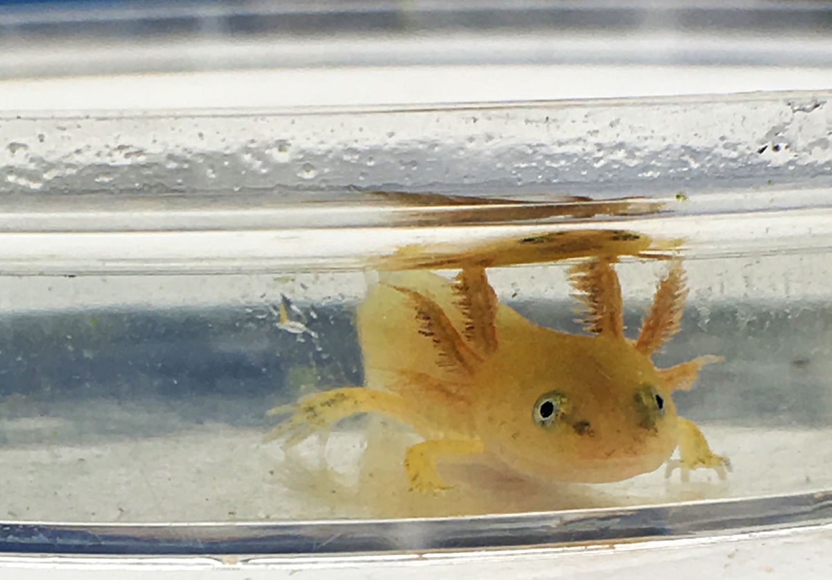 Frontal image of a spotted salamander. The body is yellow. Darker yellow gills, three on each side, protrude from the neck.