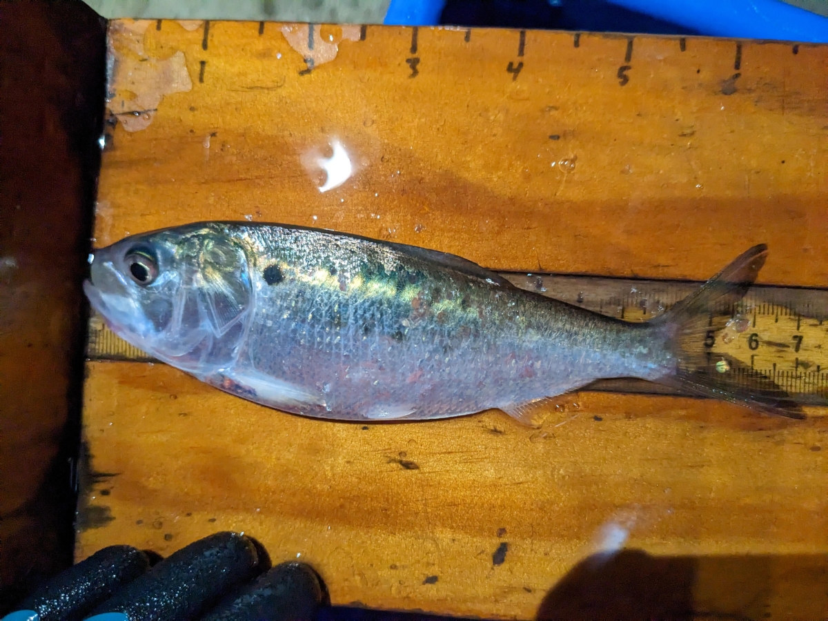 An Atlantic menhaden fish on a wooden board with measurement markings showing the fish is about 7 inches long