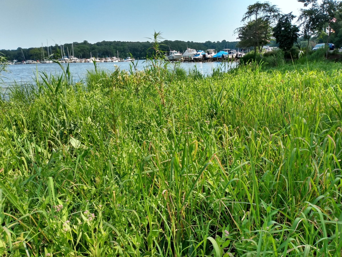 Native wetland vegetation growing at a Sea Grant project site along the Severn River that was formerly a Phragmites stand. 