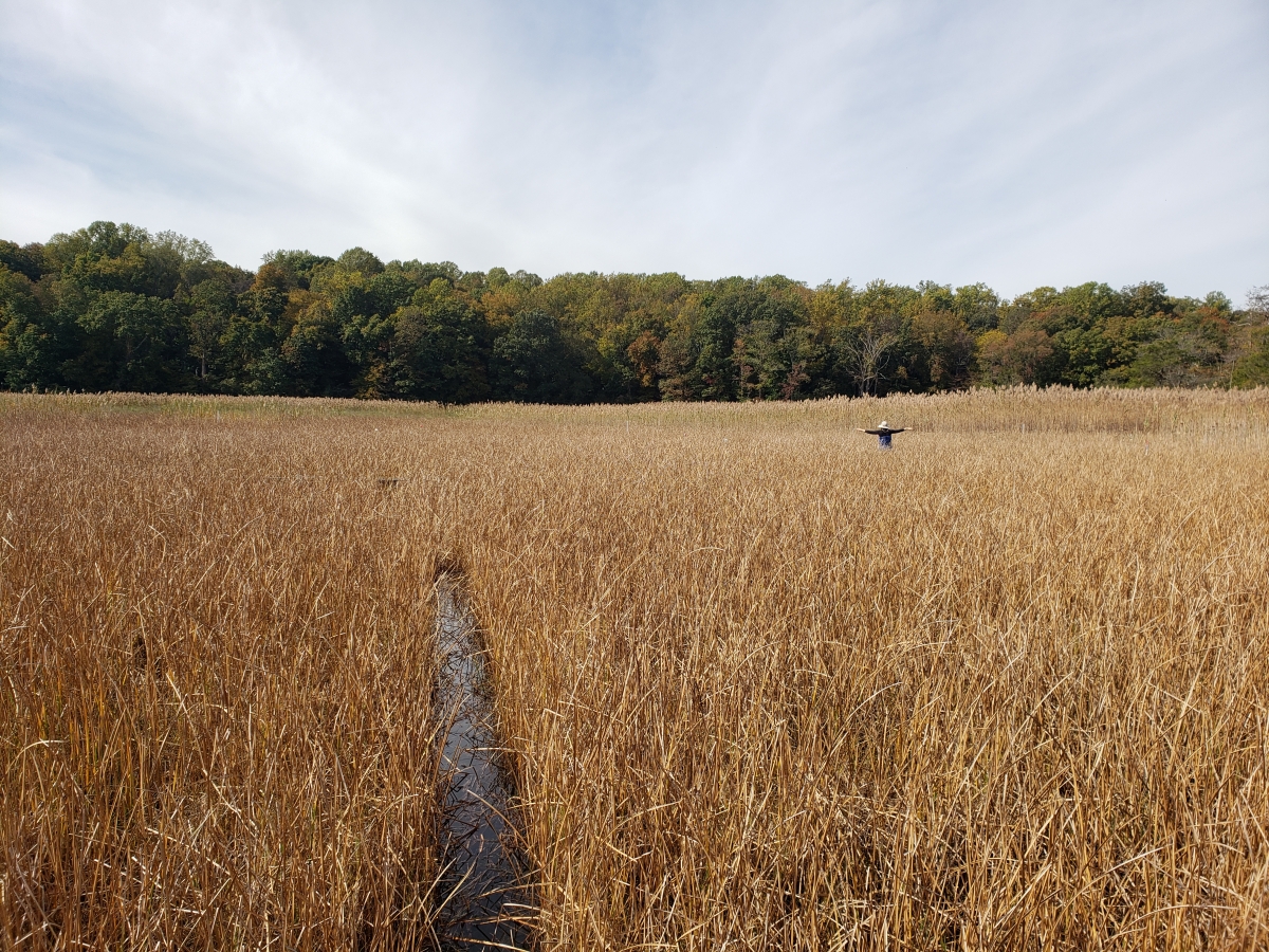 A coastal wetland in the late fall at the Smithsonian Environmental Research Center (SERC).