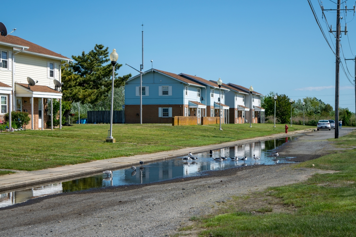 Rows of public housing face a street with sunny-day flooding, where birds are walking in the pooled water.