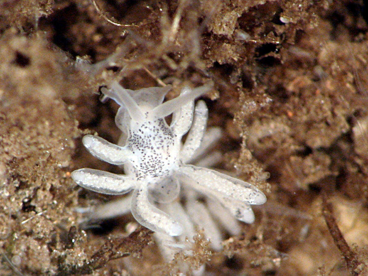 A tiny aquatic dusky sea slug viewed under a microscope