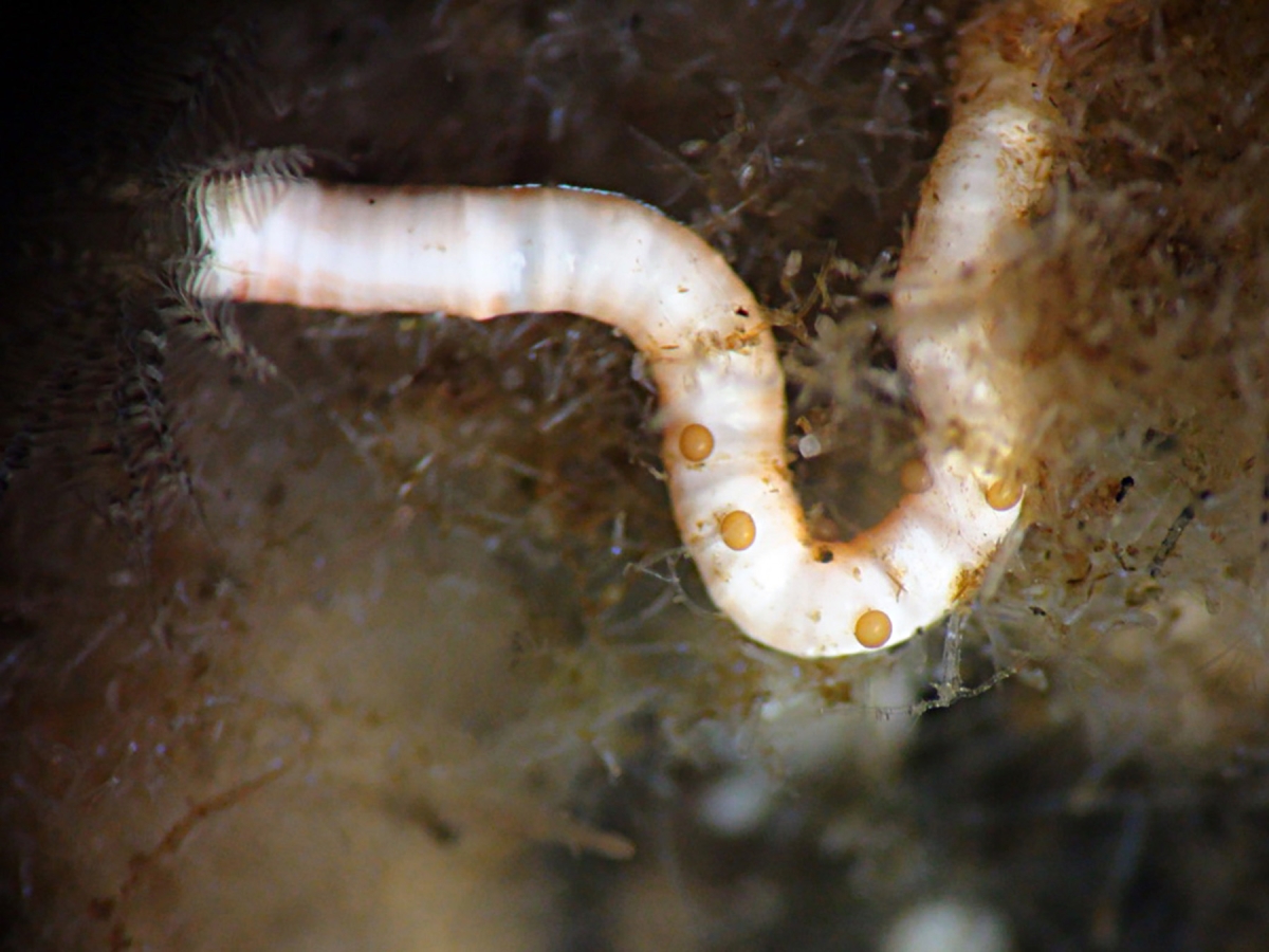 A limy tube worm viewed under a microscope