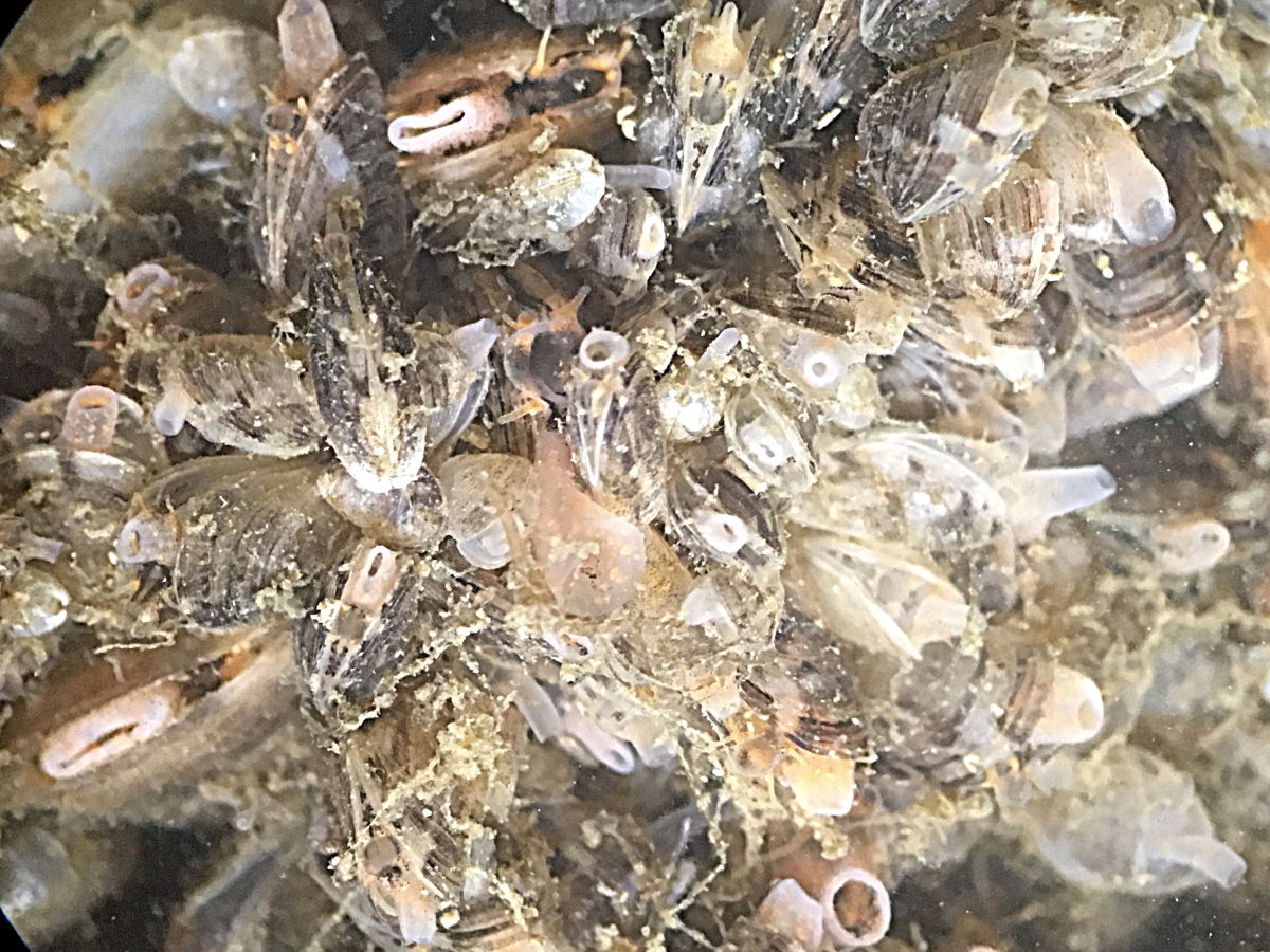 A group of tiny mussels attached to a biofilm disc, viewed under a microscope