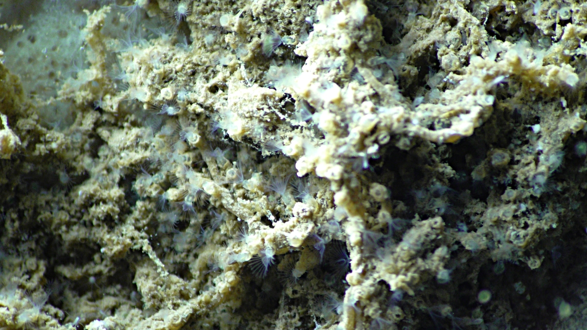 Tiny aquatic organisms, called tube bryozoans, on a biofilm disc viewed under a microscope