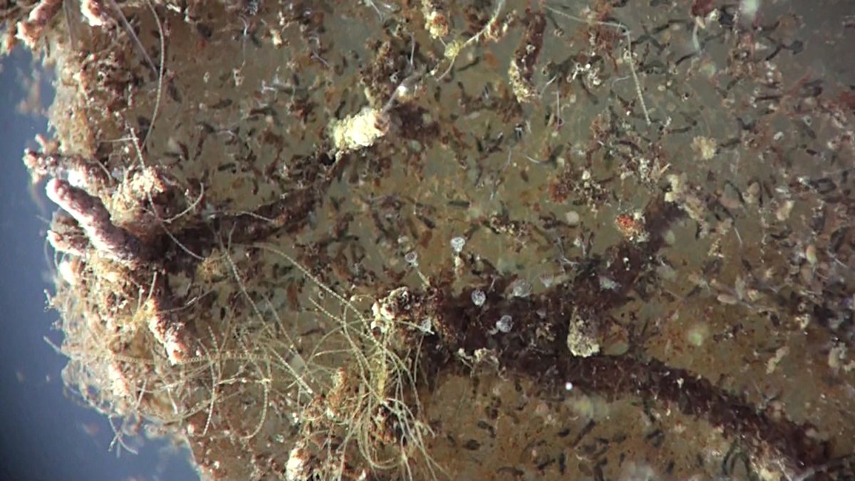 Tiny aquatic worms, called whip mud worms, on a biofilm disc