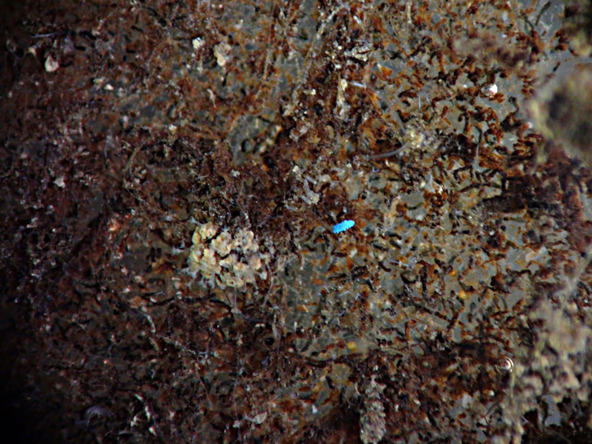 A bright blue tiny piece of microplastic viewed under a microscope