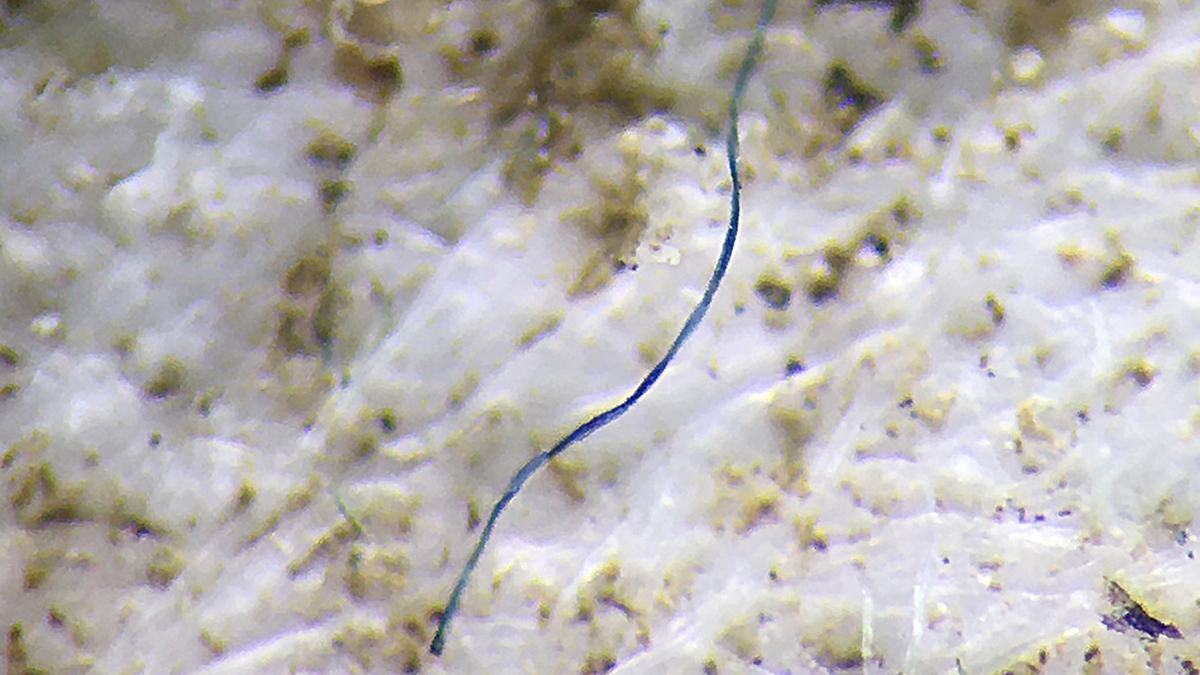 A thread of microplastic viewed under a microscope