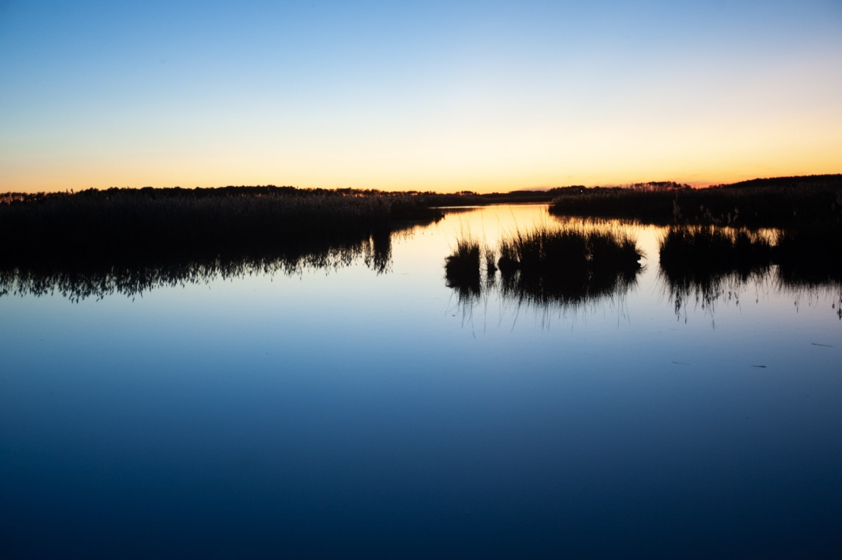 Clear water in a marsh surrounded by grasses at sunrise