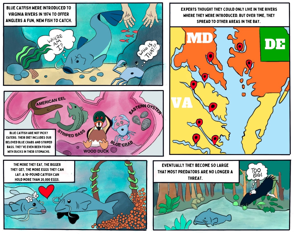 Page one of a comic strip about blue catfish in the Chesapeake Bay