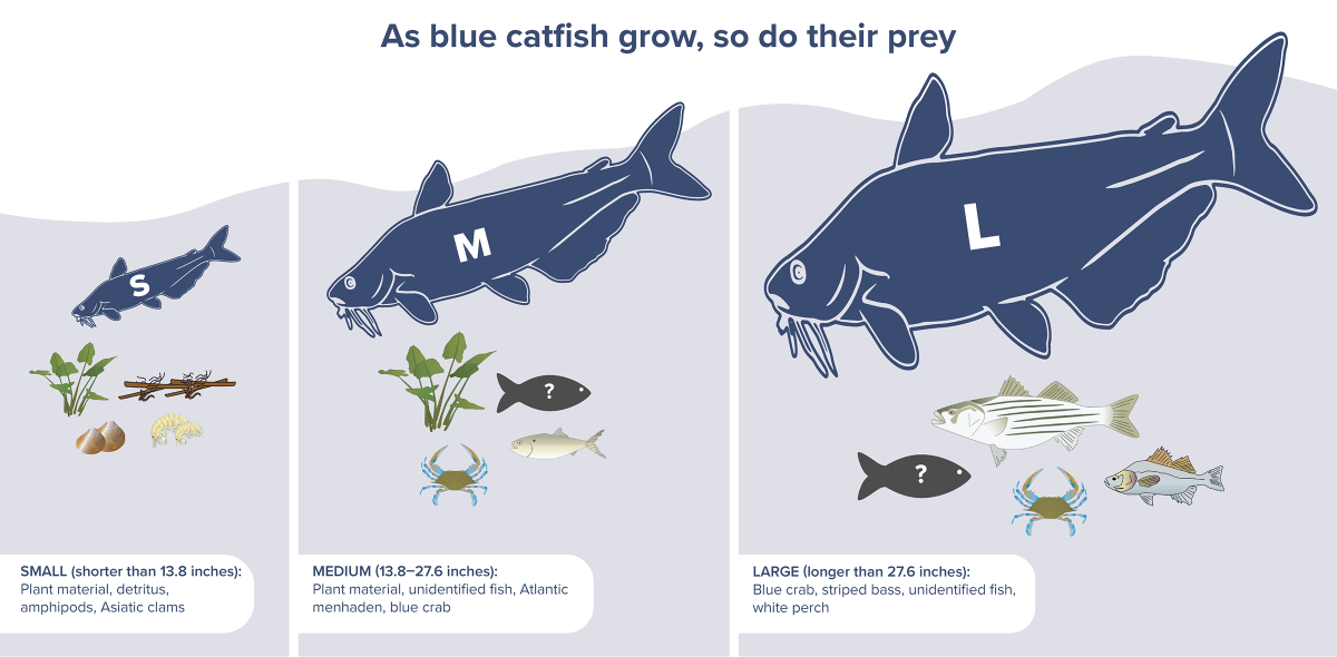 A graphic depicting the main prey items of different sized blue catfish