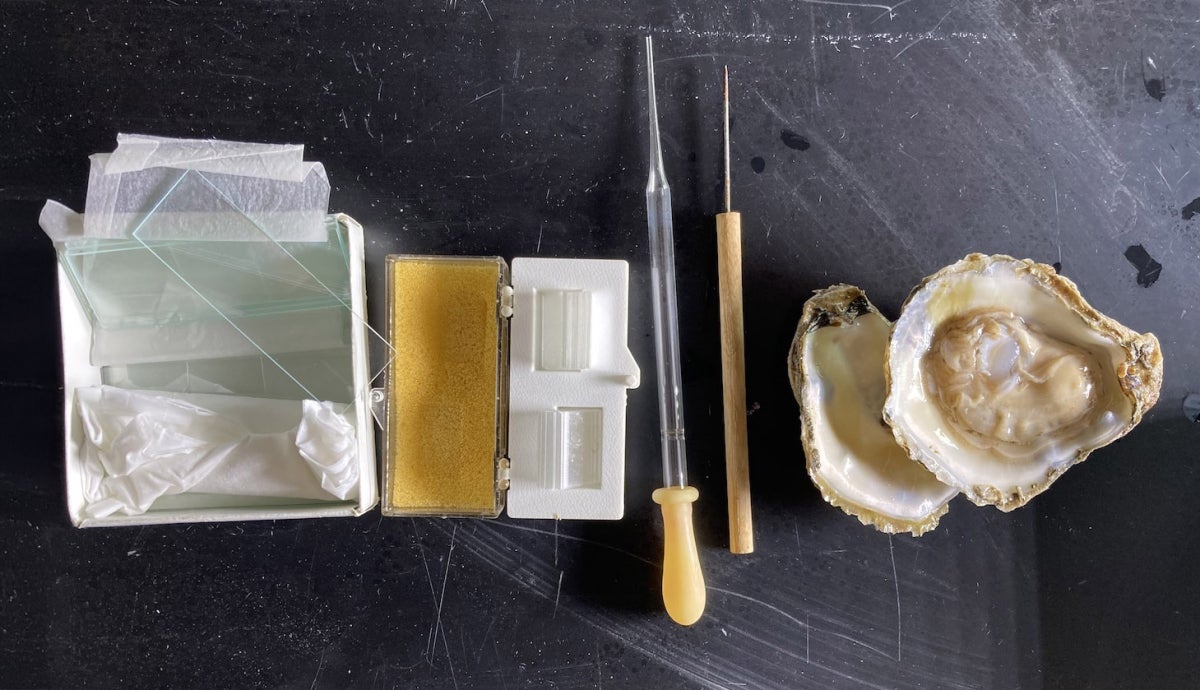 Live oysters, Shallow glass or plastic dishes (min 2” depth), Glass slides and glass cover slips, glass eyedropper