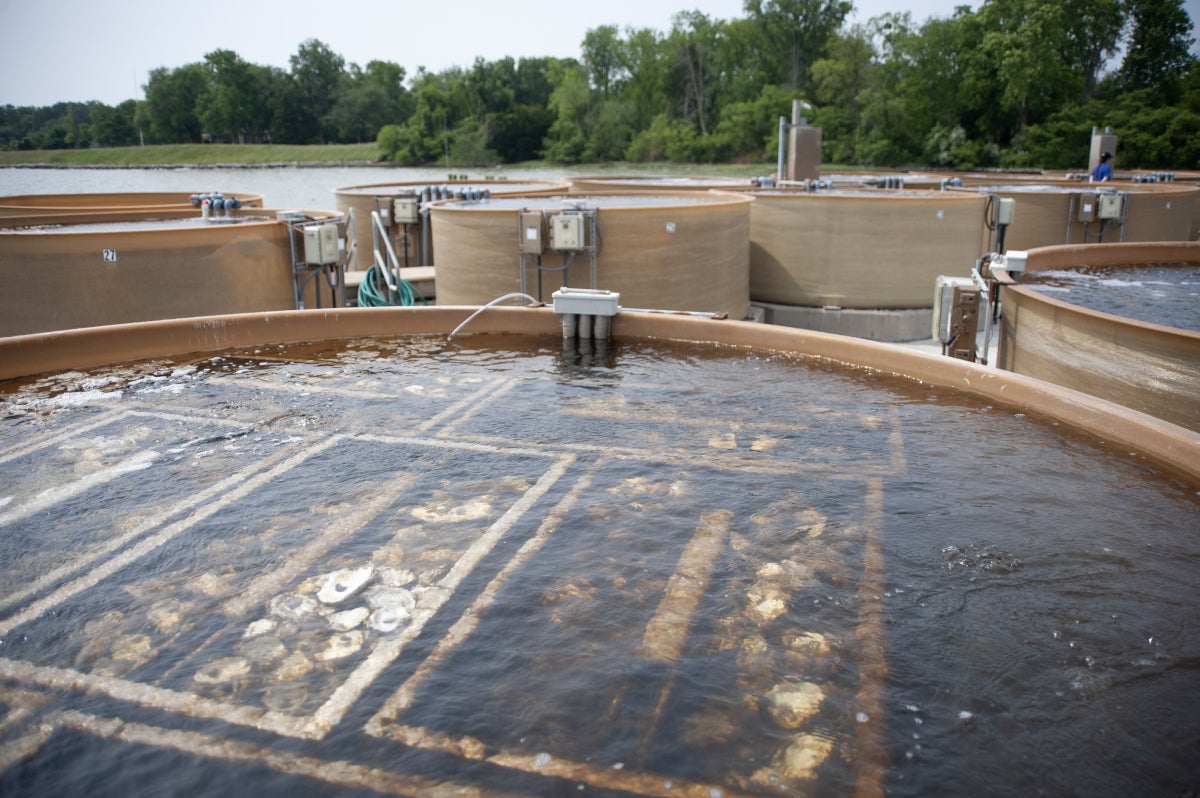 A large, water-filled oyster remote setting tank with oyster shells