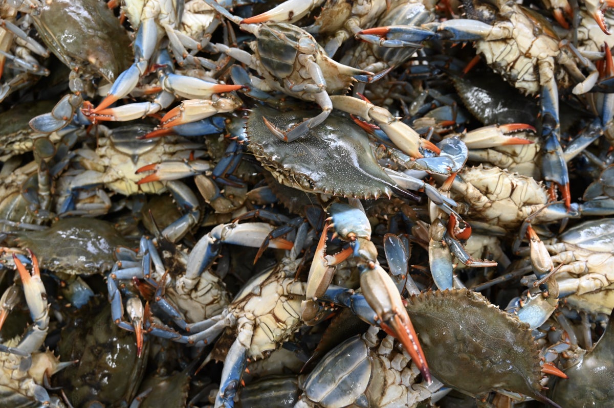 A cluster of blue crabs