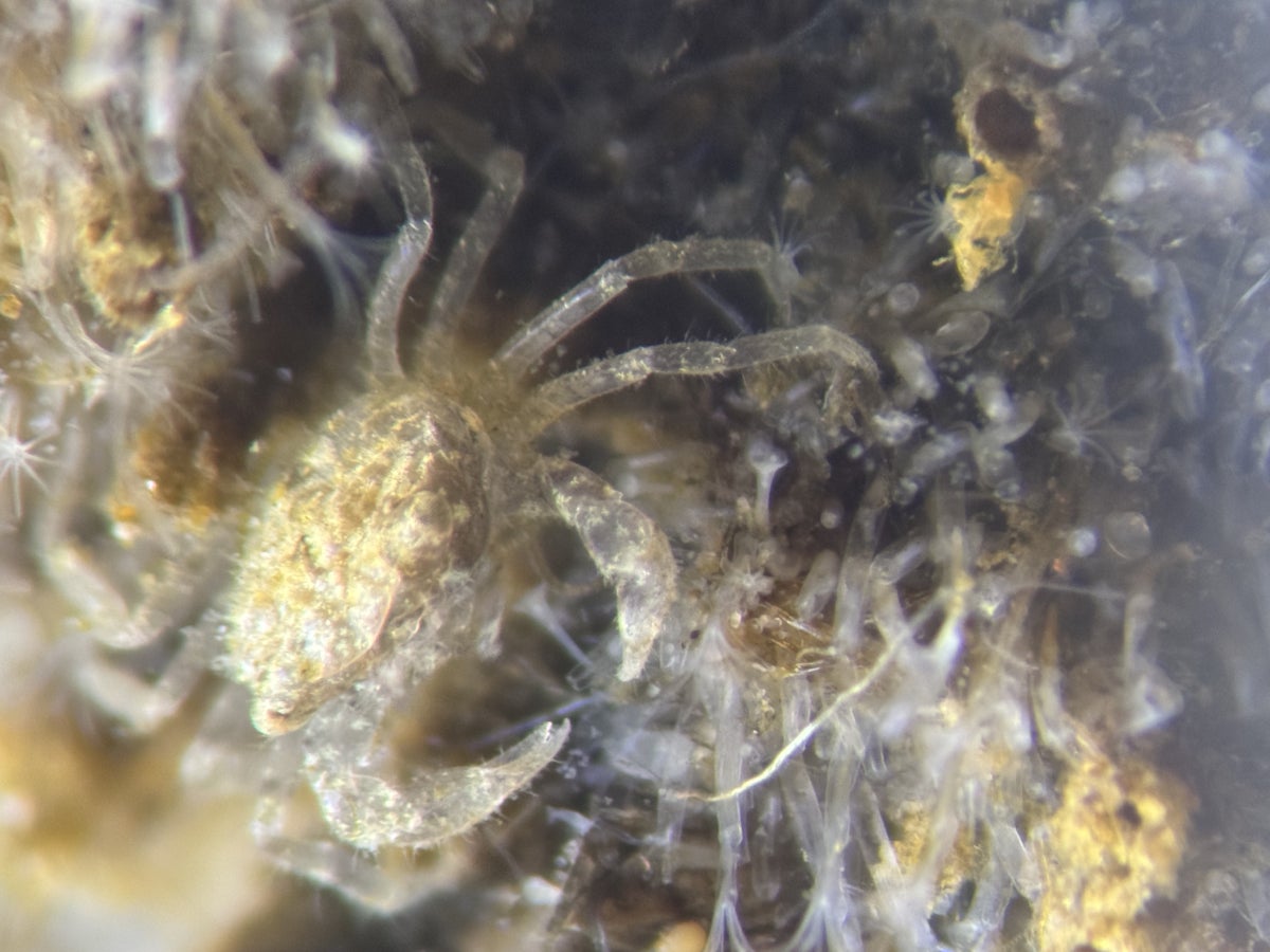 A semi-translucent, microscopic mud crab crawls over a bed of other tiny marine life