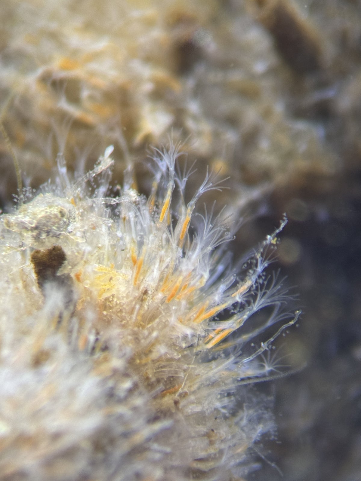 Tiny bryozoans viewed under a microscope with delicate white feathery feeding structures extending from tiny tubes