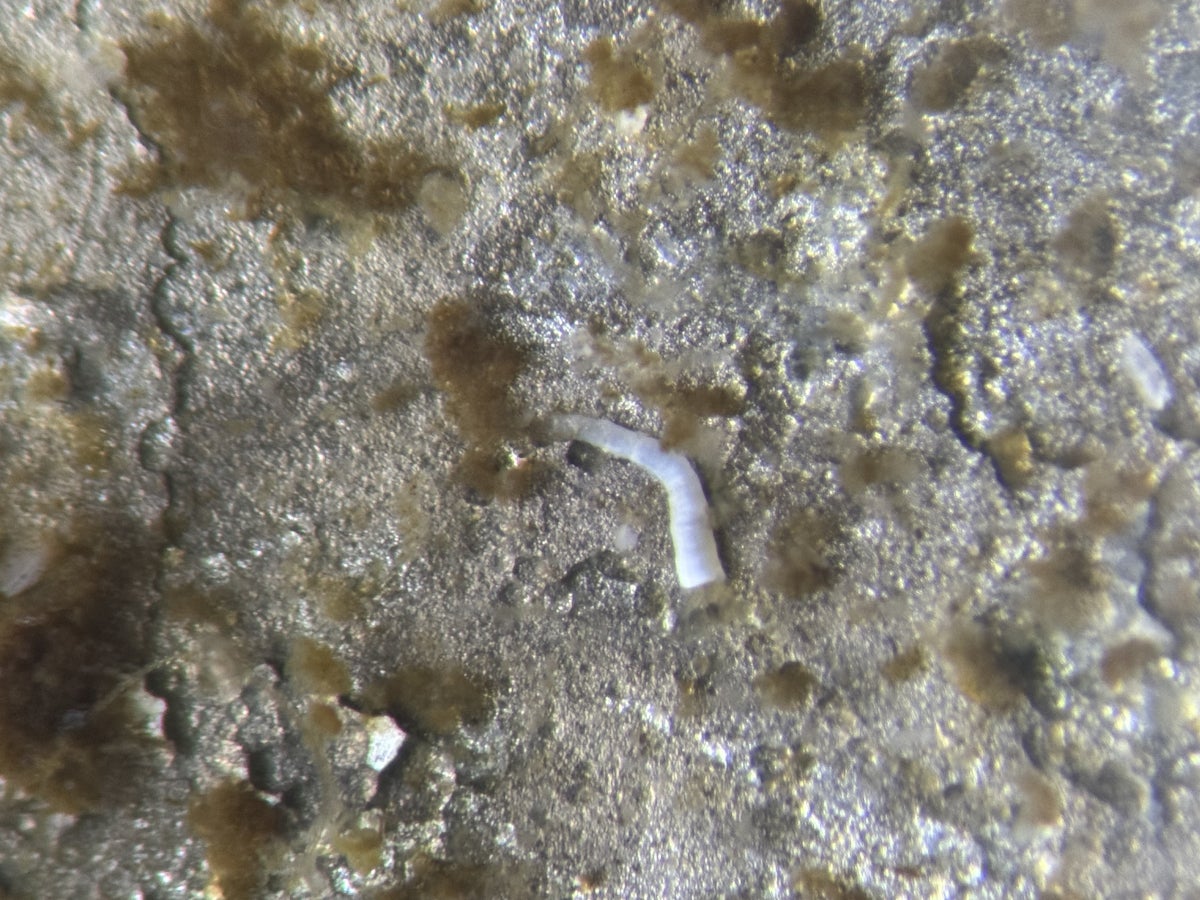 A small white limy tube worm magnified under a microscope sits among other algae and tiny marine life