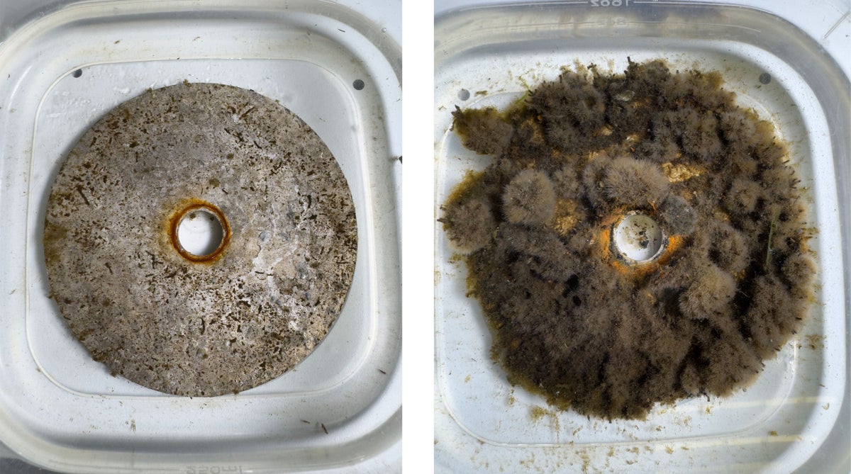 Left: a newer biofilm disc with a thin layer of algae and microscopic marine life; right: an older biofilm disc covered in a thick layer of algae and microscopic marine life
