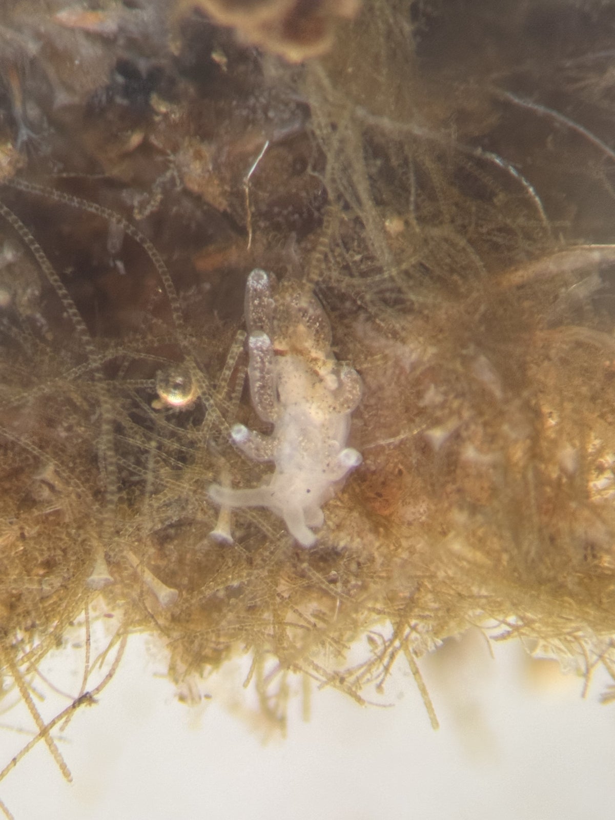 a tiny translucent white dusky sea slug crawling across brown algae and delicate branching marine growth