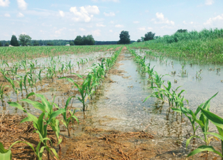 image of flooded field rows