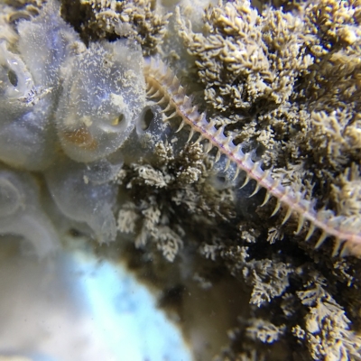 Clam Worm-with bristles covering or lining the exterior of the bod
