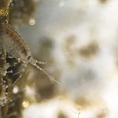 amphipod-The body of an amphipod is divided into 13 segments, which can be grouped into a head, a thorax and an abdomen. The head is fused to the thorax, and bears two pairs of antennae and one pair of sessile compound eyes. It also carries the mouthparts, but these are mostly concealed.