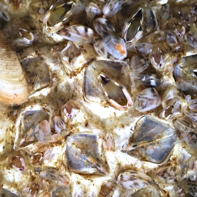 A group of round-shaped Barnacles