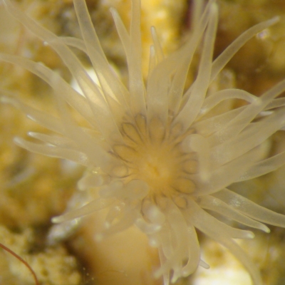 white anemone