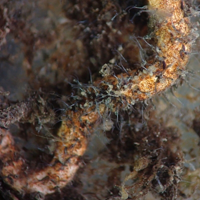 A ciliate with a unique looped ciliated structure emerging from a “tube” or vase-shaped structure. Colonizes on various substrates and can resemble a very small “tube worm.” 